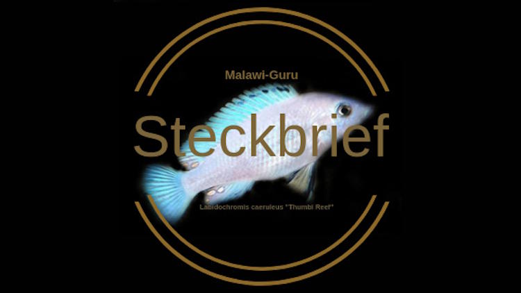 Labidochromis caeruleus 'Thumbi Reef'